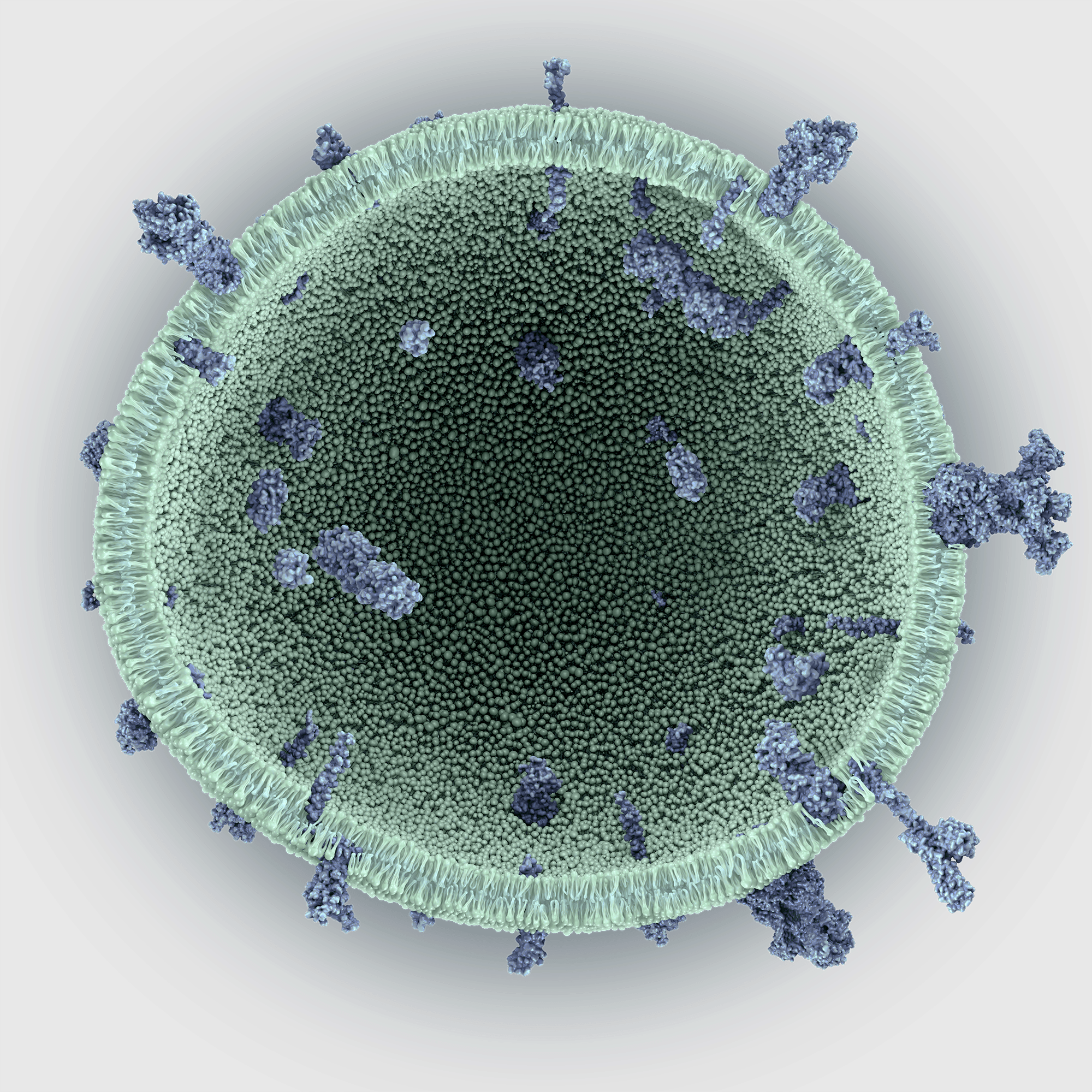 MEV (Microalgae Extracellular Vesicle) empty