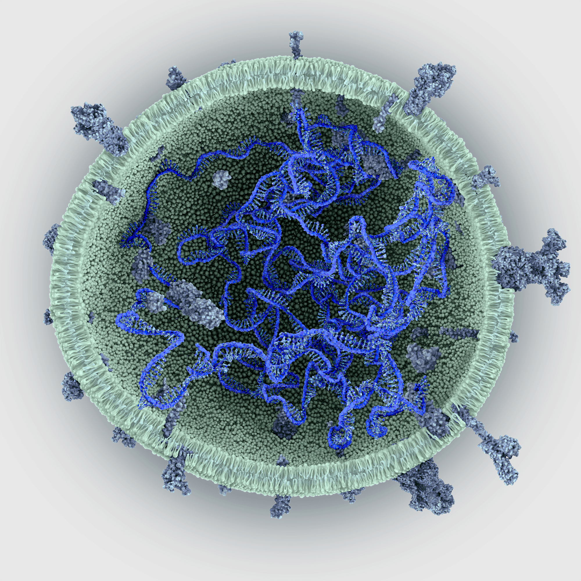 MEV (Microalgae Extracellular Vesicle) with mRNA payload