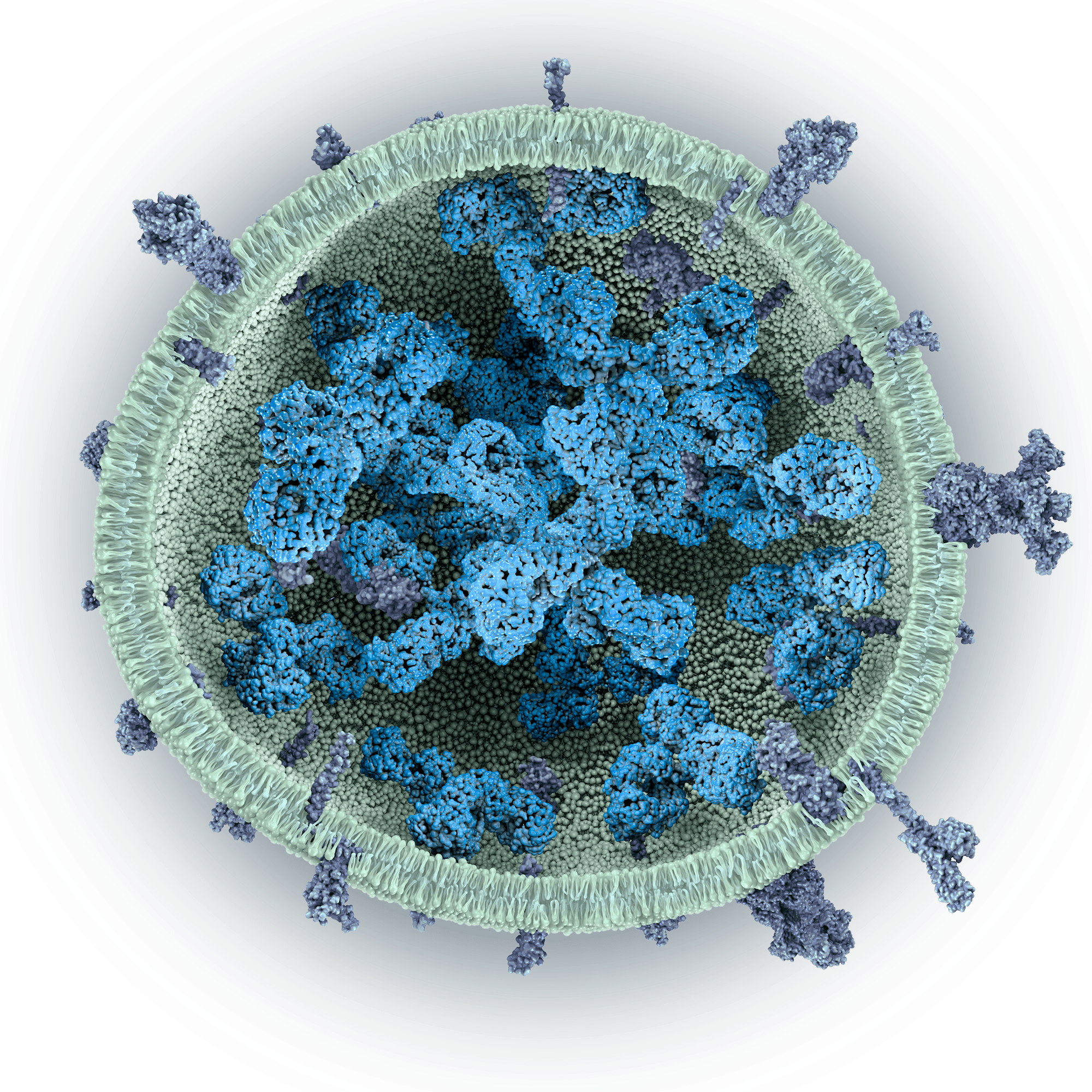 MEV (Microalgae Extracellular Vesicle) with proteins payload